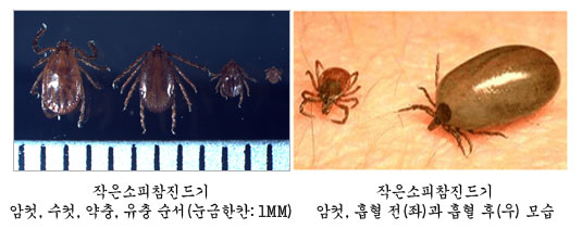 참소 진드기.jpg
