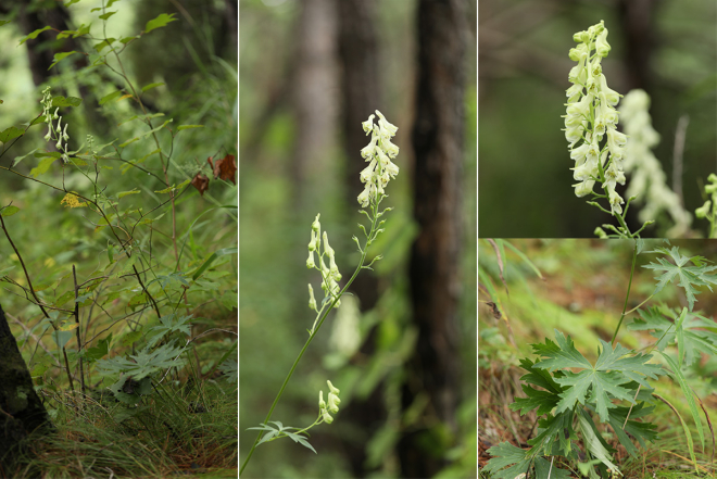 노랑투구꽃 사진 1.jpg