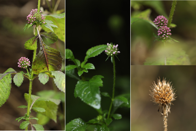 산토끼꽃 사진2.jpg