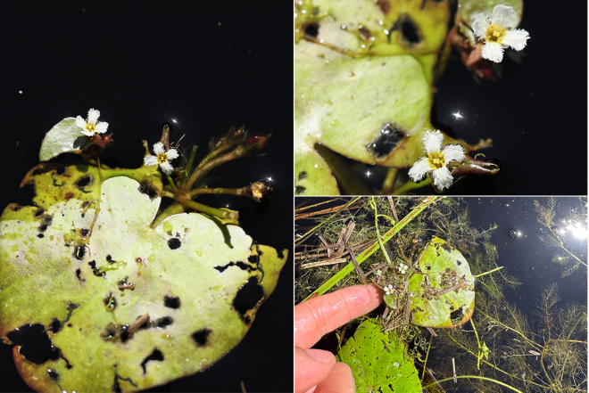 좀어리연꽃 사진1.jpg