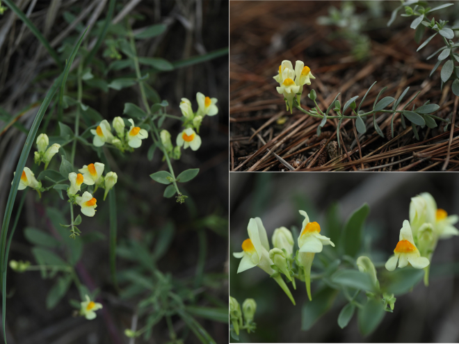 해란초 사진 2.jpg