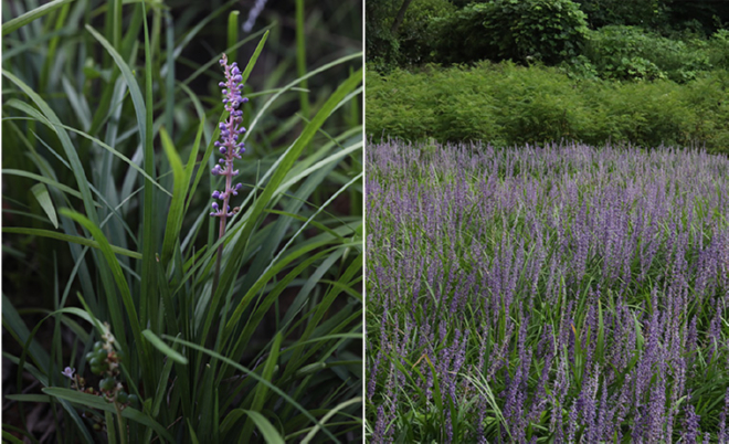 사진 1맥문동.jpg