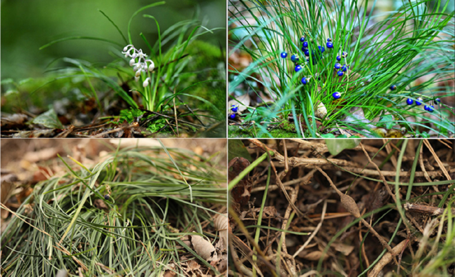 사진 2 소엽맥문동.jpg