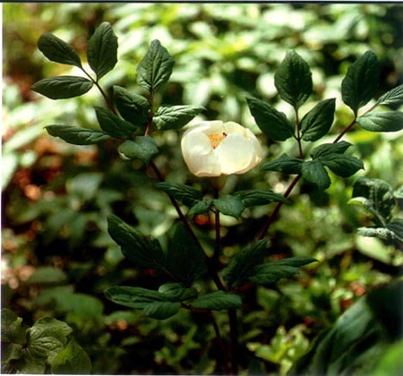 백작약 사진.jpeg