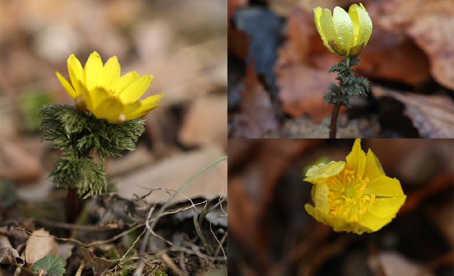 사진2 개복수초.jpg