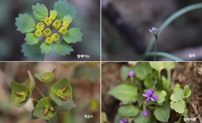 흰괭이눈 달래 개감수 털제비꽃.jpg